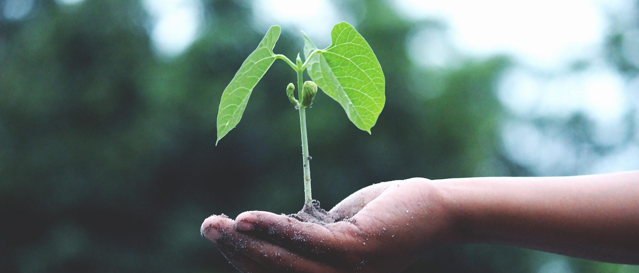 Person holding a green plant 1072824